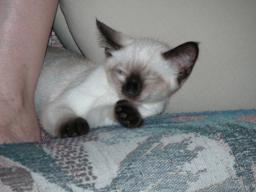 kittens - 071007 42